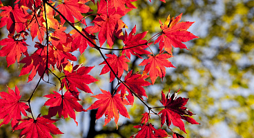 Туры на ноябрьские праздники